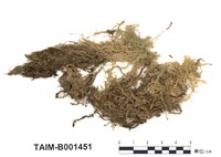 藏品(泥炭苔屬)的圖片